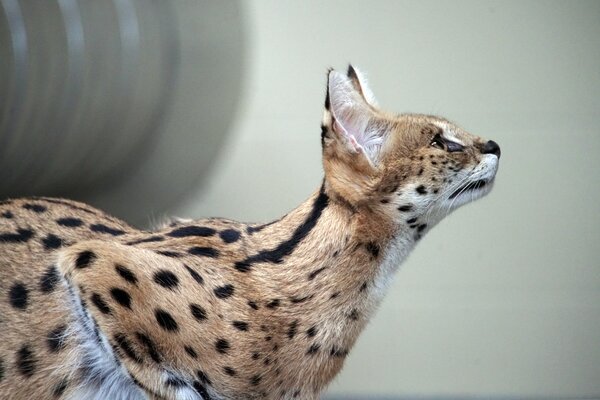 Wildkatze 